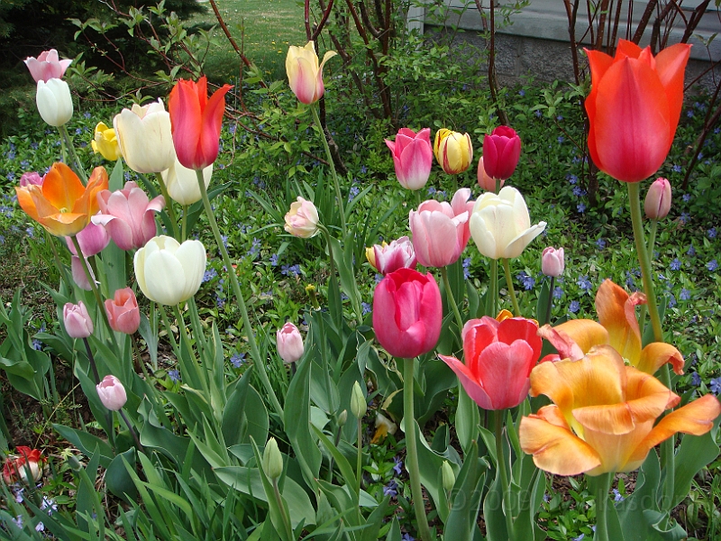 62 Nancy's Garden [2009 May 10].JPG - Nancy's Garden.